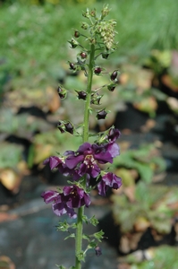 Verbascum ph. Violetta